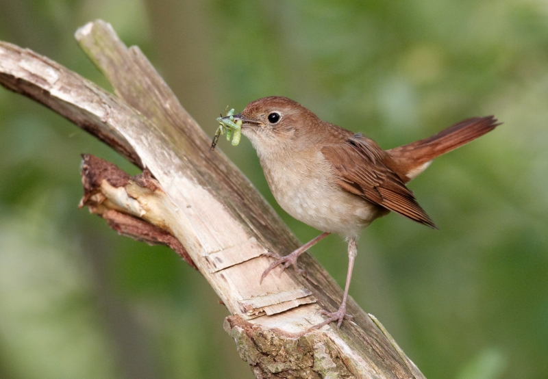 Luscinia_megarhynchos_vogelartinfo_chris_romeiks_CHR4443